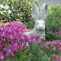 Bunny Rabbit in Flowers