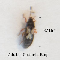 Adult Chinch Bug showing size