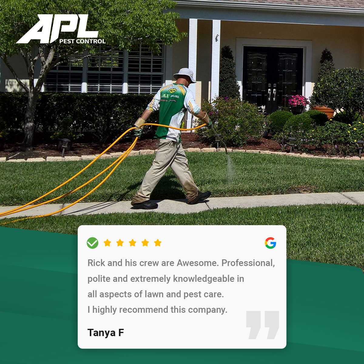 How to Control Dollar Weed in St Augustine Turf Grass Lawn