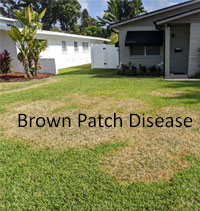 Brown Patch Damaged St AUgustine Lawn