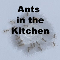 Ants feeding on ant bait with words Ants in the Kitchen