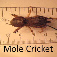 Mole Cricket on ruled paper showing size