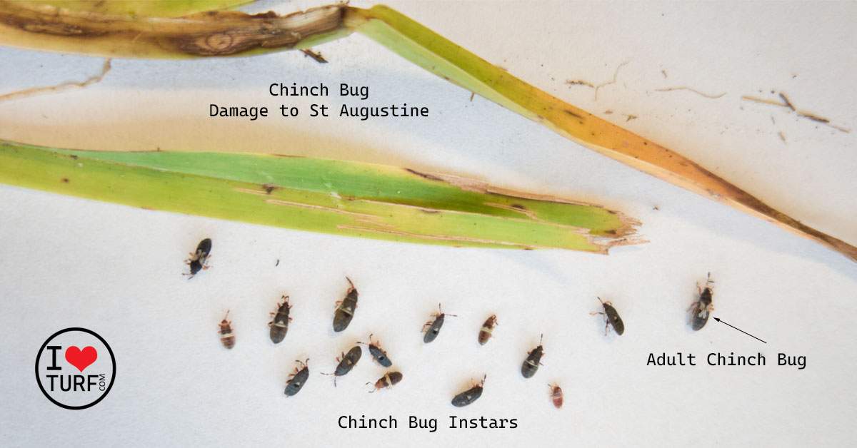 Chinch bugs adults and nymphs with chinch bug damaged St Augustine grass