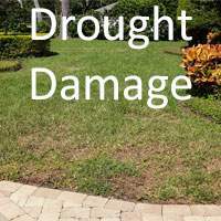 Drought damage  to a St Augustine lawn