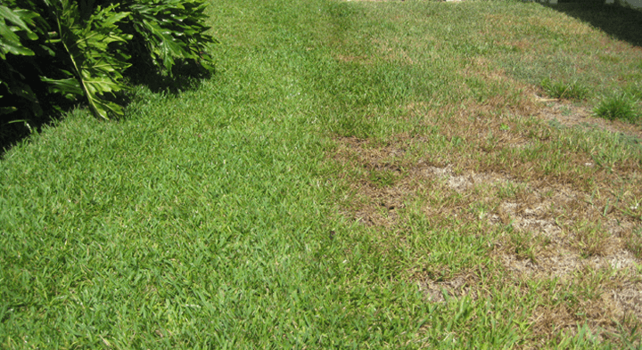 rotected vs UnProtected St Augustine Lawn