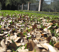 Oak Leaves Do Not Kill St Augustine Lawns – Oak Leaves are Good for the Lawn