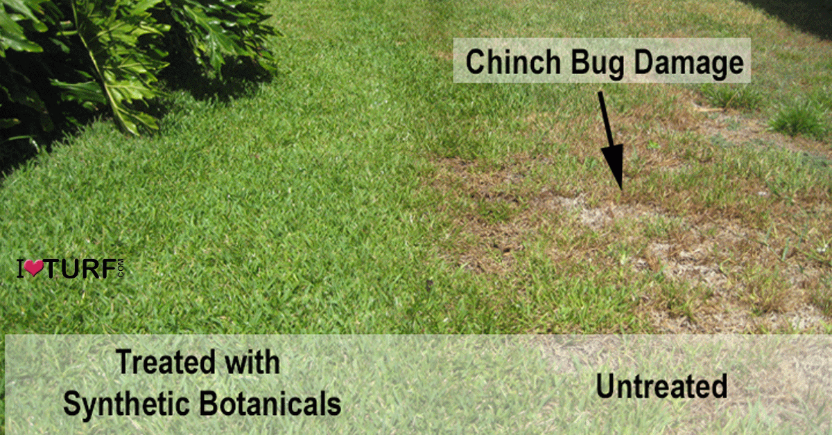チンチバグによる未処理および処理された芝攻撃を示す芝生