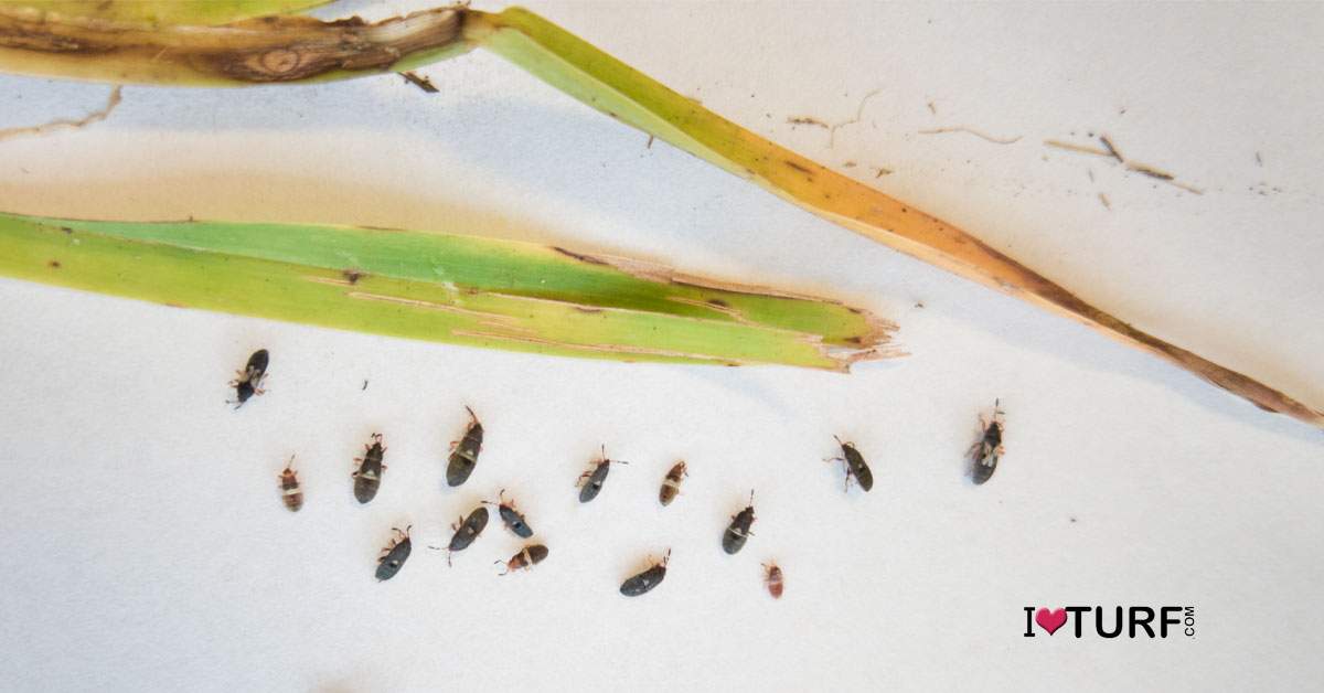 How to Identify Chinch Bugs and Chinch Bug Damage in St Augustine Grass ...