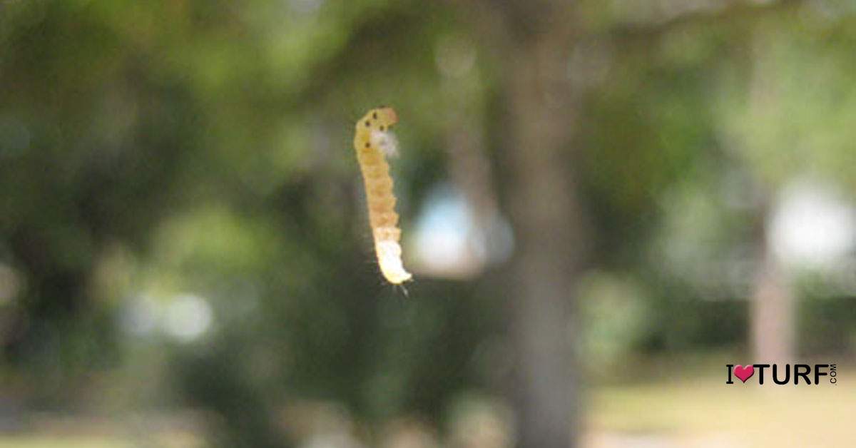Green Worm suspended by small silk thread from an Oak tree