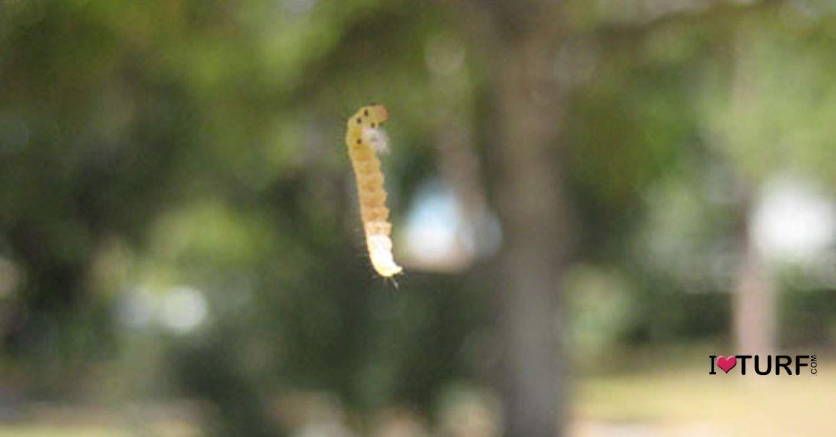 What are Those Little Green Worms Hanging from Oaks Trees