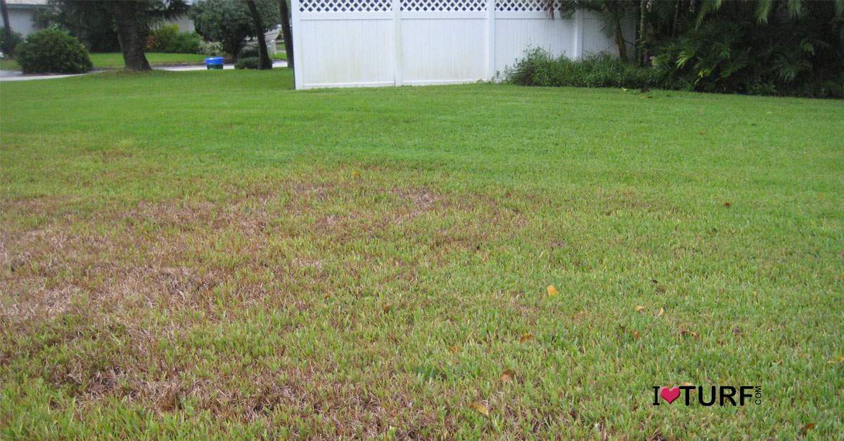 How And When To Kill Lawn Grubs?