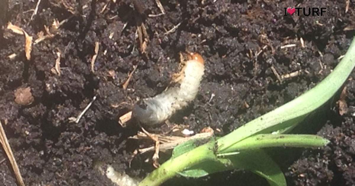 White Grub Damage Looks Like Water Stress Even When Wet and The