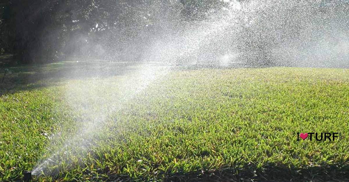 Irrigation watering a St Augustine Lawn