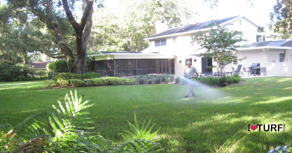 A man spraying a lawn