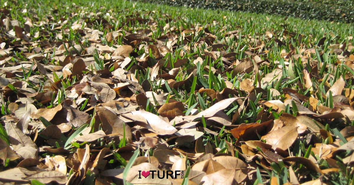 Oak Leaves on a St Augustine Lawn