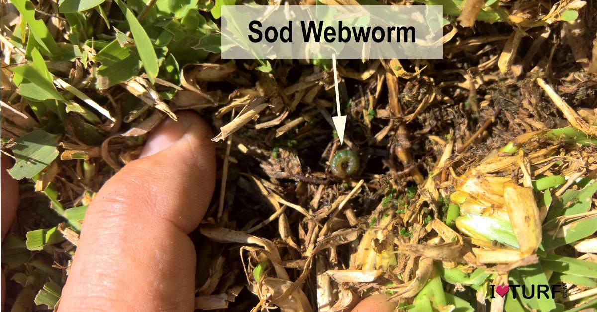 A sod webworm curled up in a St Augustine lawn with sod webworm damage
