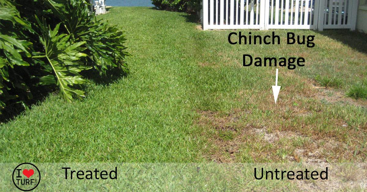 How To Identify And Control Chinch Bugs In St Augustine Grass Lawns