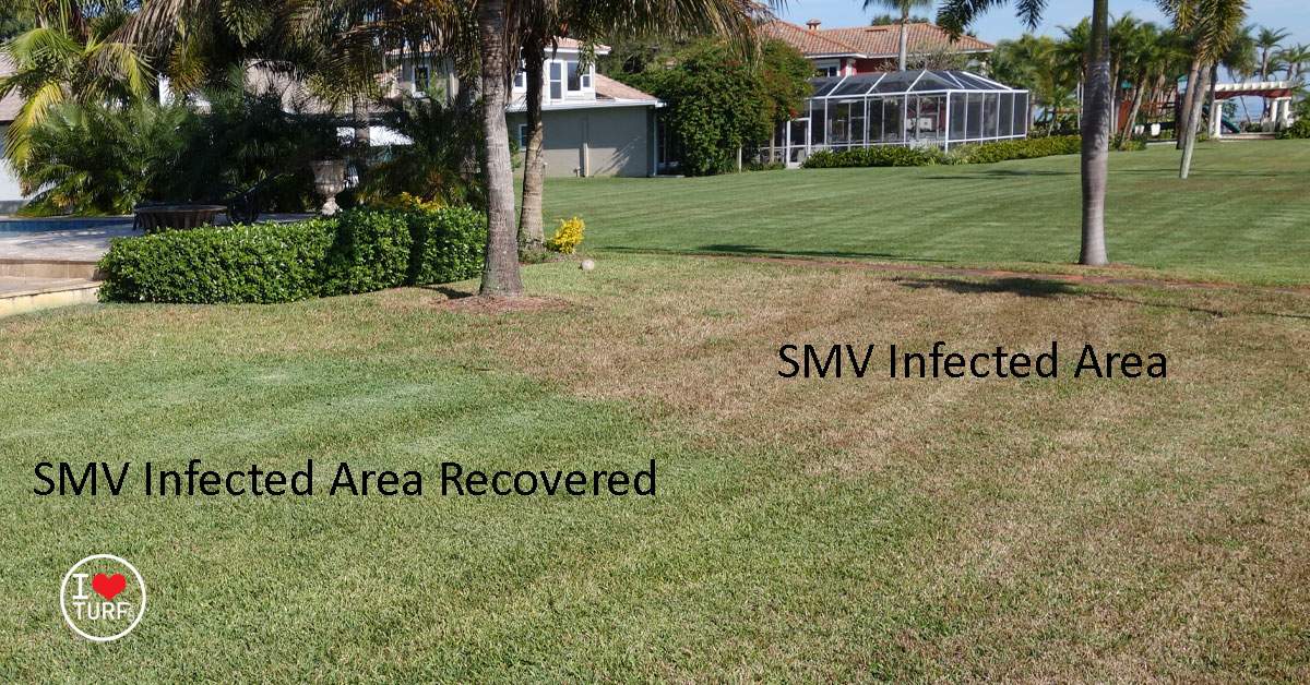 St Augustine lawn showing SMV areas that recovered and infected