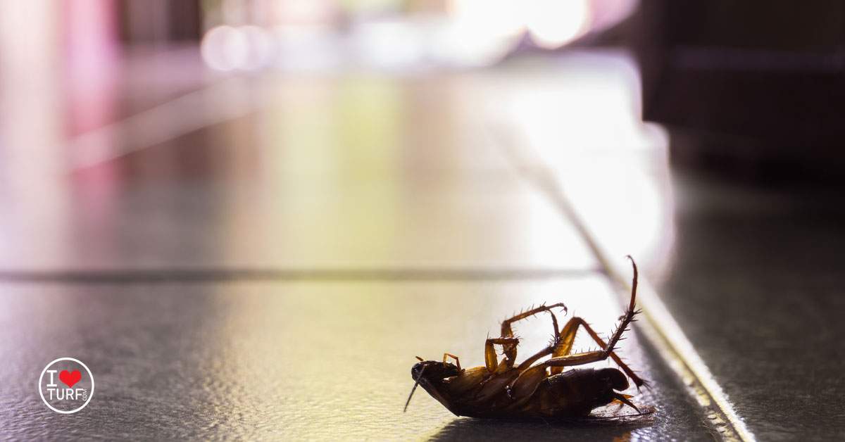 Dead cockroach laying on floor