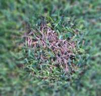 Dollar Spot Disease Forms Straw Colored Dead Spots in St Augustine Lawns