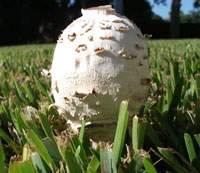 Fungus: The Boogey Man of Lawns - Scary, Invisible and Mostly Your Imagination