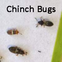 Chinch Bug stages - nymph, and adult