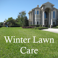 ST Augustine lawn in the winter