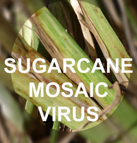 Report: Sugarcane Mosaic Virus Infected St Augustine Turf Growing in Southern Pinellas County