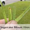 St Augustine leaves infected with Sugarcane Mosaic Virus