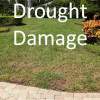 Drought damage  to a St Augustine lawn