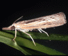 Lawn Moths/Sod Webworms